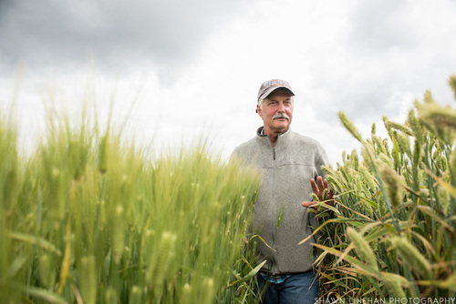Pat Hayes is a barley researcher and breeder at Oregon State University.